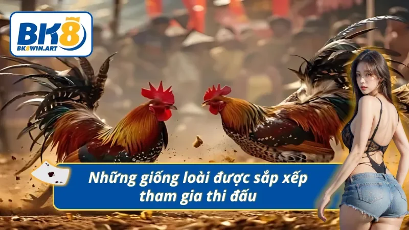 Top 5 loại đá gà cựa dao thường xuất hiện trong trận đấu