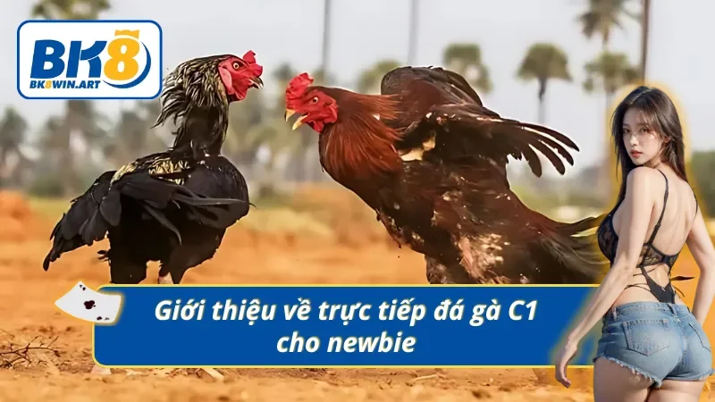 Khái quát thông tin chính về Ttực tiếp đá gà C1