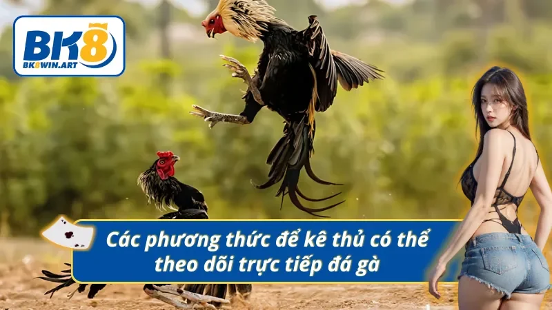 03 cách để kê thủ có thể theo dõi  trực tiếp các trận gà C1