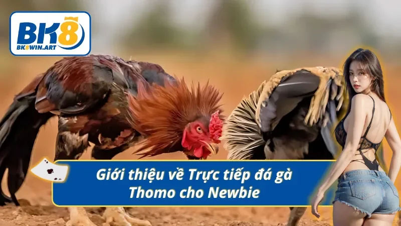 Những thông tin chính về trực tiếp đá gà Thomo