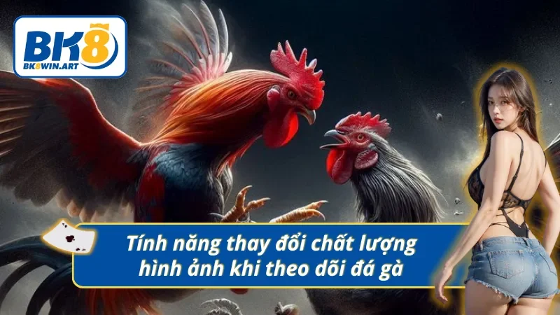 Tùy chỉnh chất lượng hình ảnh khi theo dõi trực tiếp đá gà Thomo